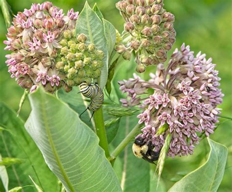 So, avoid spraying pesticides in your yard. What's Beautiful Today - The North Carolina Arboretum
