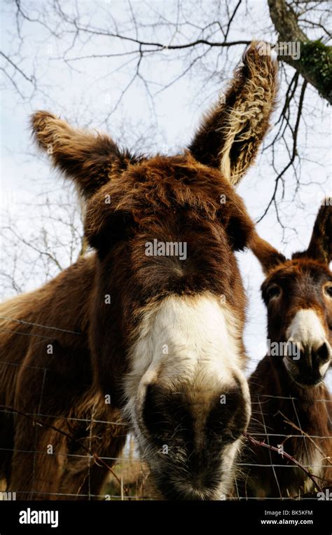 Shaggy Donkeys Hi Res Stock Photography And Images Alamy