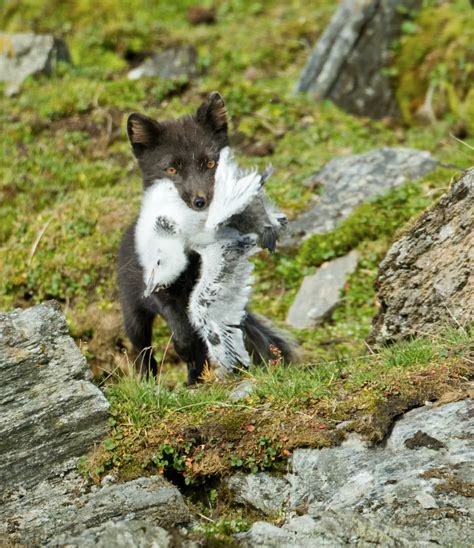 How Do Arctic Foxes Hunt In The Snow Arctic Focus