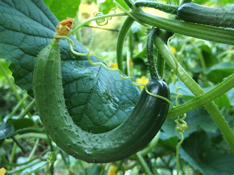 20 Totally Cool Facts About Cucumbers Michael Perry Mr Plant Geek