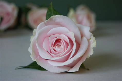Sweet Avalanche Buttonhole Vintage Pink Rose Flowers
