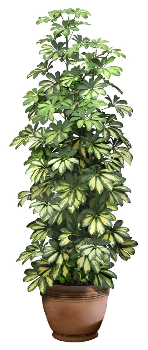 plant png 8 by DIGITALWIDERESOURCE on DeviantArt png image