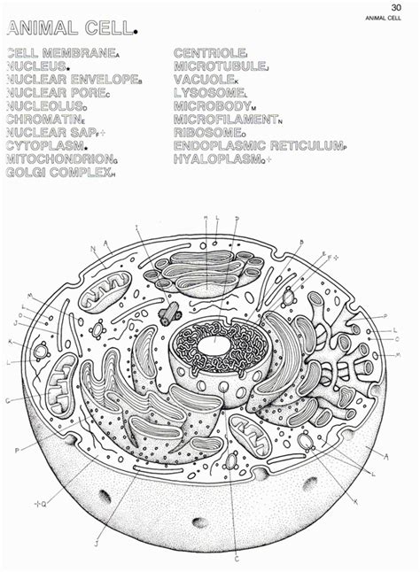 Introduction to animal drawing how do you draw what you don't know? Animal Cell Structure - Coloring Home