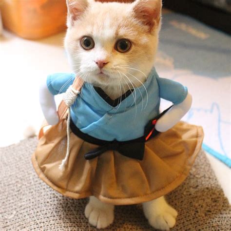 This Adorable Cat Costumes Will Capture Your Heart In Funny Cat