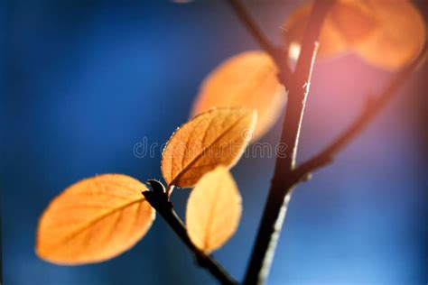 Autumn Yellow Leaves On A Branch Lit By Bright Sunlight Stock Photo