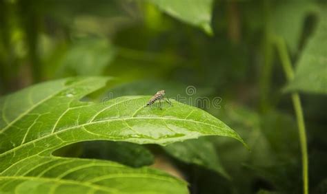 Mini Bug On Green Leaf Of Beauty In Nature Concept Stock Image Image
