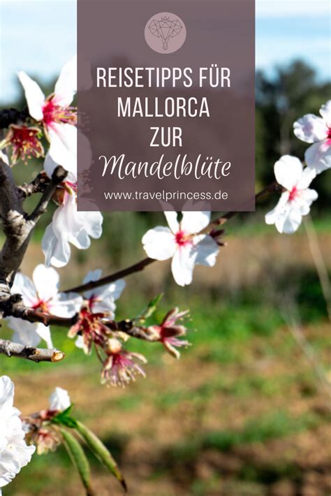 Die wichtigsten fragen zur mandelblüte auf mallorca. Mandelblüte auf Mallorca - Die schönsten Orte, Tipps ...