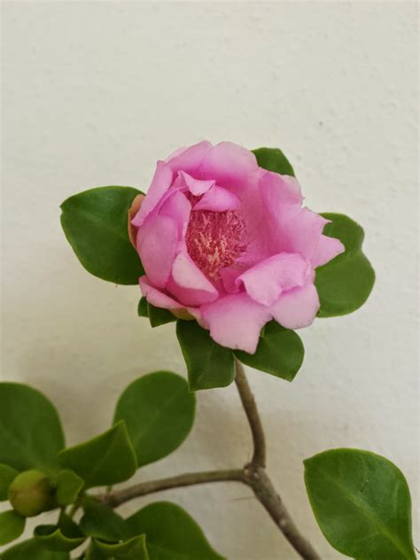 Rosa De Bayahibe Nuestra Flor Nacional Folklore Dominicano