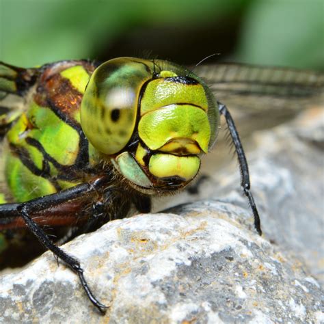 Free Images : fly, wildlife, fauna, invertebrate, close up, hornet ...