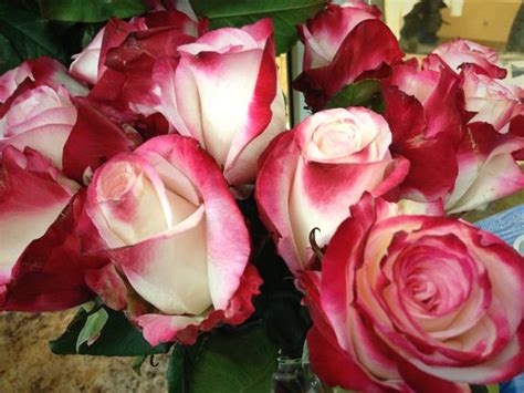 Northwest Wholesale Florists Roses Rose Wholesale Florist Candy Roses