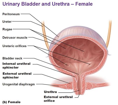 This is a skin condition that result in development of pimples or certain small rashes. The Urinary System: Ureter and Urinary Bladder | Bladder ...