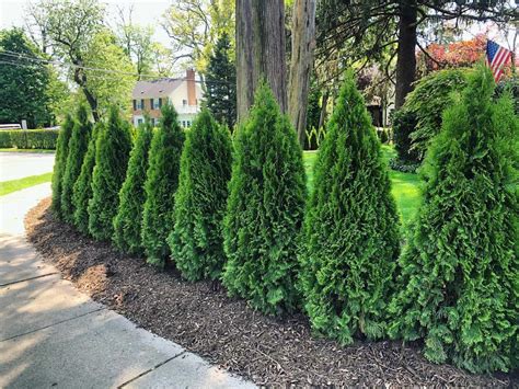A fast growing privacy tree, the green giant arborvitae creates a seamless tree fence along your property line thanks to their growth rate of three to five feet a year and the mature height of 30 to 40 feet. Privacy Trees & Evergreens | Discount Plantings