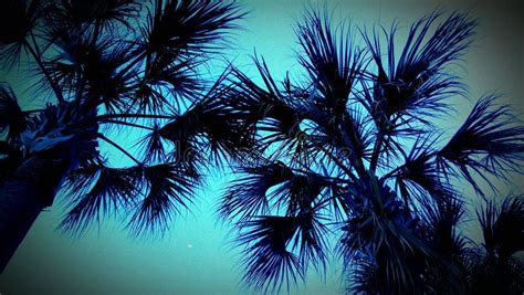 Blue Palm Tree With Neon Lights Isolated On Black Stock Photo Image