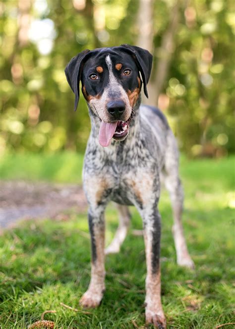 Bluetick Coonhound Dog Breed History And Some Interesting Facts