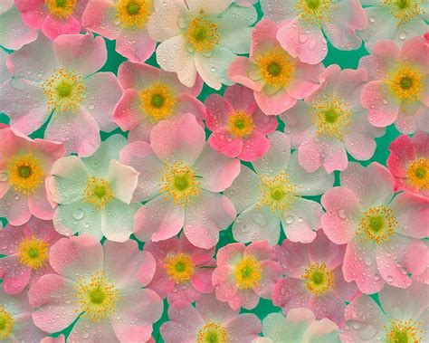 Belas Flores Wallpaper Em 2020 Papel De Parede Flores Flores Florescendo Flores Bonitas