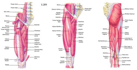 The quadratus lumborum is a low back muscle that connects the hip bone (iliac crest), lower back vertebrae (l1, l2, l3, l4) to the 12 th rib. Mini Handbooks: Hip and Lower Limb Muscles