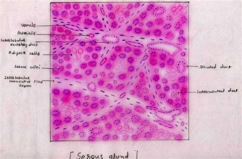 Histology Image Glandular Epithelium