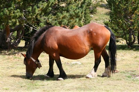 Is My Horse Overweight A Plan To Reduce Weight Safely
