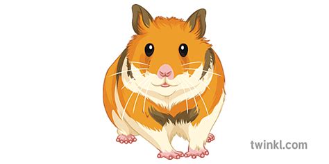 Syrian Hamster General Animals Small Pets Rodent Secondary Illustration