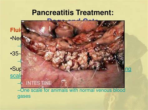 Cats with either inflammatory bowel disease or pancreatitis can be deficient in vitamin b12 (cobalamin). PPT - Pancreatitis in Dogs and Cats PowerPoint ...