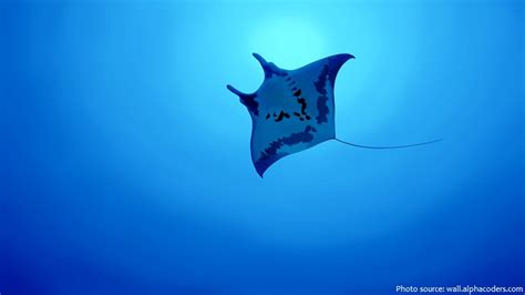 Interesting Facts About Manta Rays Just Fun Facts
