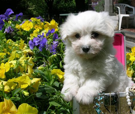 Coton De Tulear Dog In The Flowers Photo And Wallpaper Beautiful Coton