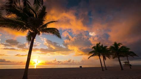 Beautiful Sunrise Palm Trees Beach Foreground Stock Footage Video 100