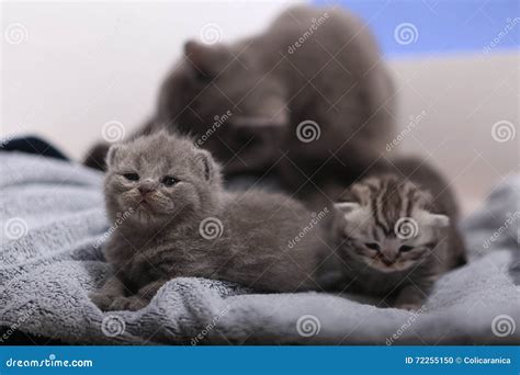 New Born Kittens First Day Of Life Stock Photo Image Of British