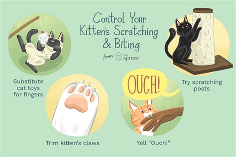 Reasons Why Kittens Scratch and Bite and How to Stop It