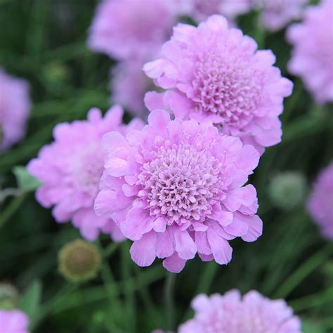 Scabiosa Incisa Kudo Scabious Kudo In Gardentags Plant Encyclopedia