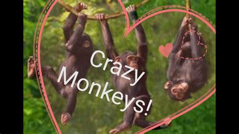 Crazy Monkeys Monkey World Monkey Playinghorrible Monkeys Youtube