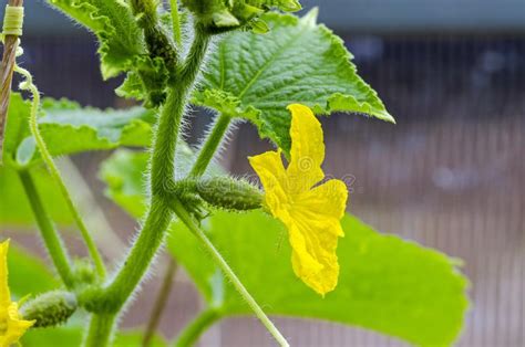 Flower Of Cucumber In Greenhouse Stock Photo Image Of Agriculture