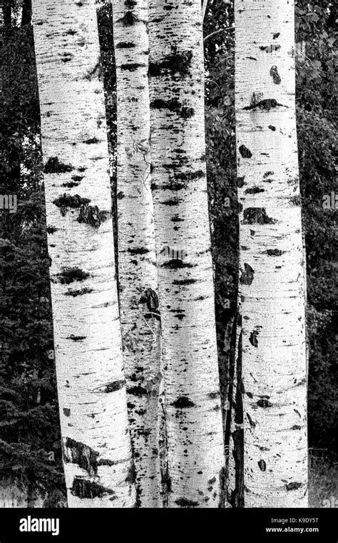 A Black And White Image Of A Small Cluster Of Birch Trees In Idaho