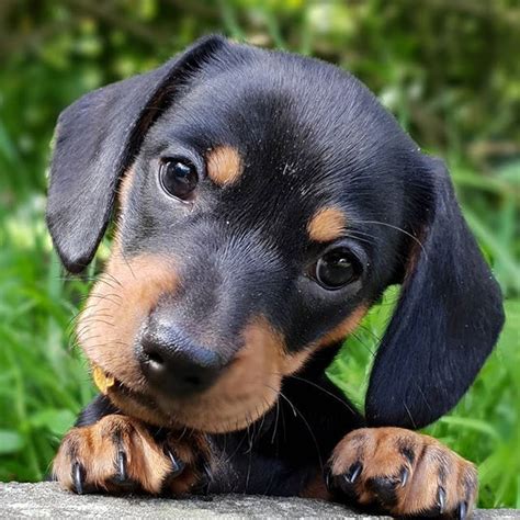 Browse thru thousands of dachshund dogs for adoption near wilmington, north carolina, usa area, listed by dog rescue organizations and individuals, to find your match. mini dachshund puppies for adoption near me | miniature ...