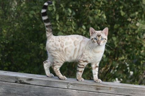 This particular snow bengal was very playful. As 25 melhores ideias de White bengal cat no Pinterest ...