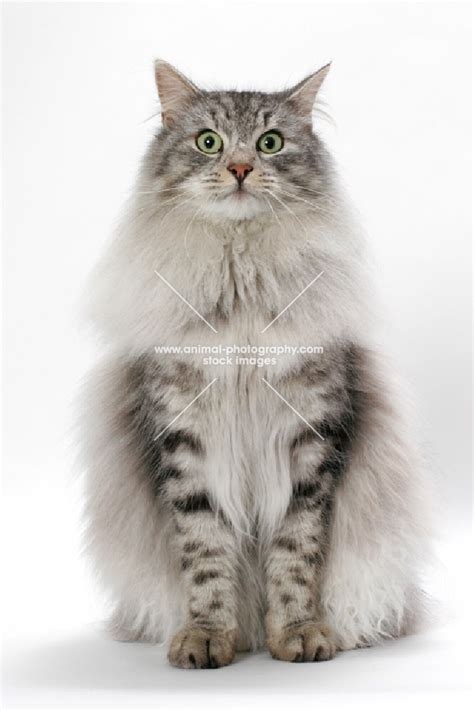 Animal Photography Silver Mackerel Tabby And White Norwegian Forest Cat