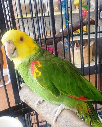 Double Yellow Head Amazon Parrot Exoticglobalbirdsfarm