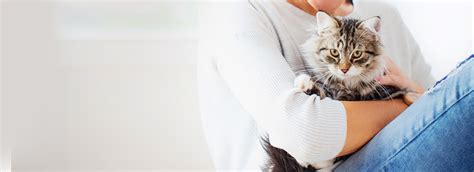 At forest lakes animal clinic, we strive to give you the best quality service possible. Lake Forest Animal Hospital - Veterinarian in McKinney, TX