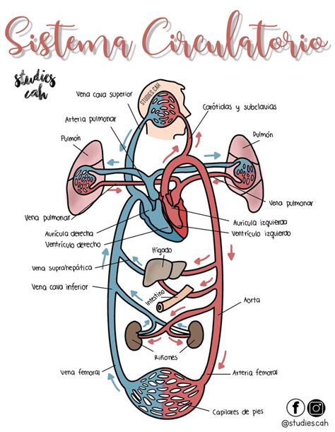 Sistema Circulatorio Anatomia Y Fisiologia Humana Anatomía Anatomía