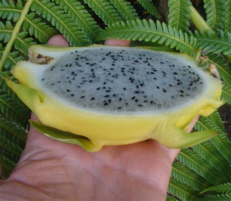 With this, i am motivated to grow more in unused. Polynesian Produce Stand : ~Golden Dragon~ Dragon Fruit ...