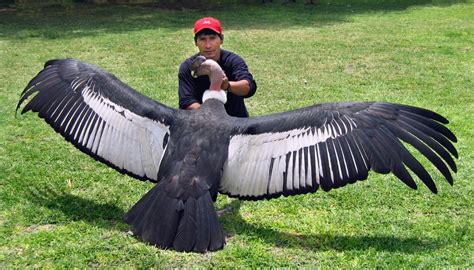 世界一大きな鳥はどれだ！？【図鑑】巨大鳥が走る！空を舞う！！ 生き物係 ikimono kakari