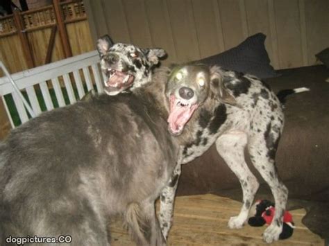 Crazy Eyes Dogs Dog Pictures