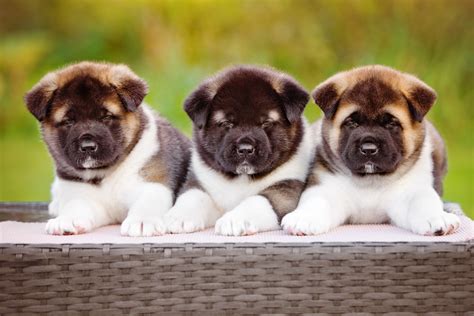 4 Things To Know About Akita Puppies Greenfield Puppies