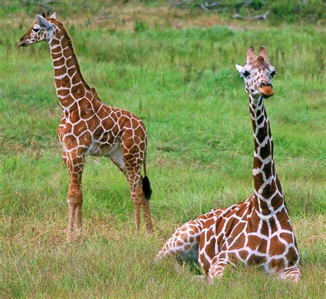Reticulated Giraffes Stock Image Z9540086 Science Photo Library