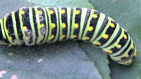 Cool Black Caterpillar With White Stripes 2022 Octopussgardencafe