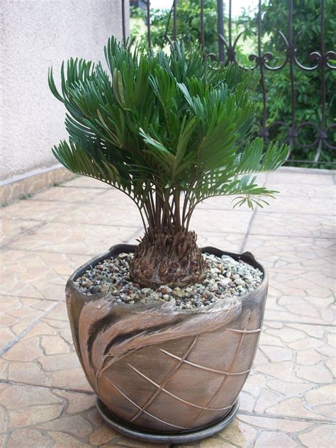Some species are suitable for bonsai in interior displays. ZAMIA FLORIDANA coontie palm florida native cycad tree ...