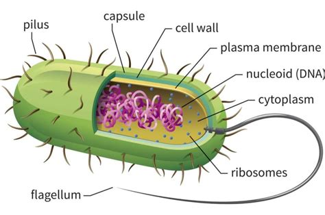 Cell Structure And Function Types Of Cells Prokaryotic Cell And