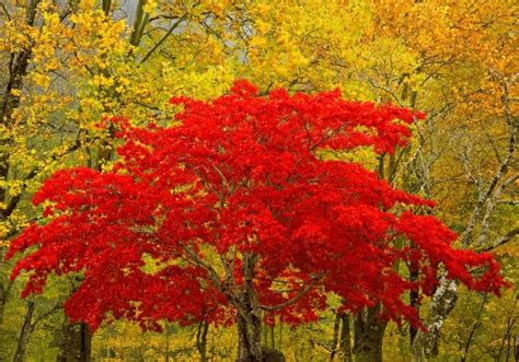 Nature Four Seasons Autumn Blaze Maple Tree