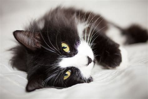 10 Facts About Tuxedo Cats Catster