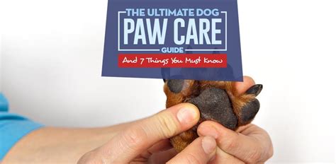 Dog Paw Care 7 Ways To Keep Your Dogs Paw Pads Healthy And Safe